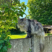 Mayvis a rejoint le concours — aidez-le/la à gagner de superbes lots ! cat, fluffy, animal, pet, outdoor, greenery, tree, leaves, concrete_wall, sunlight, daytime, nature, feline, tail, grass, blue_sky, background, garden, mammal, fur