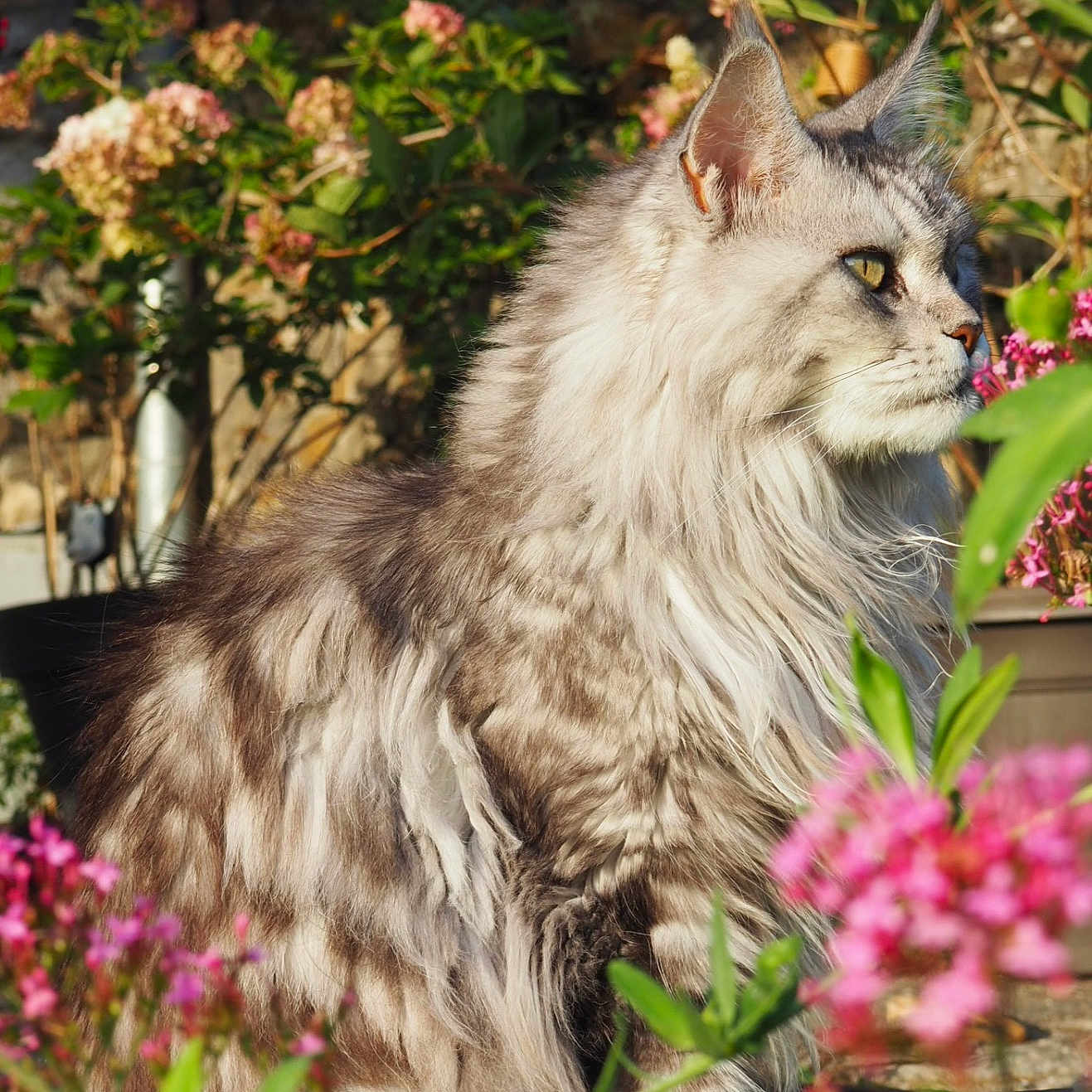 Mayvis a rejoint le concours — aidez-le/la à gagner de superbes lots ! animal, cat, domestic_cat, feline, flower, fluffy, garden, greenery, long_hair, mammal, nature, outdoor, pet, pink_flower, plant, portrait, side_profile, summer, sunlight, whiskers