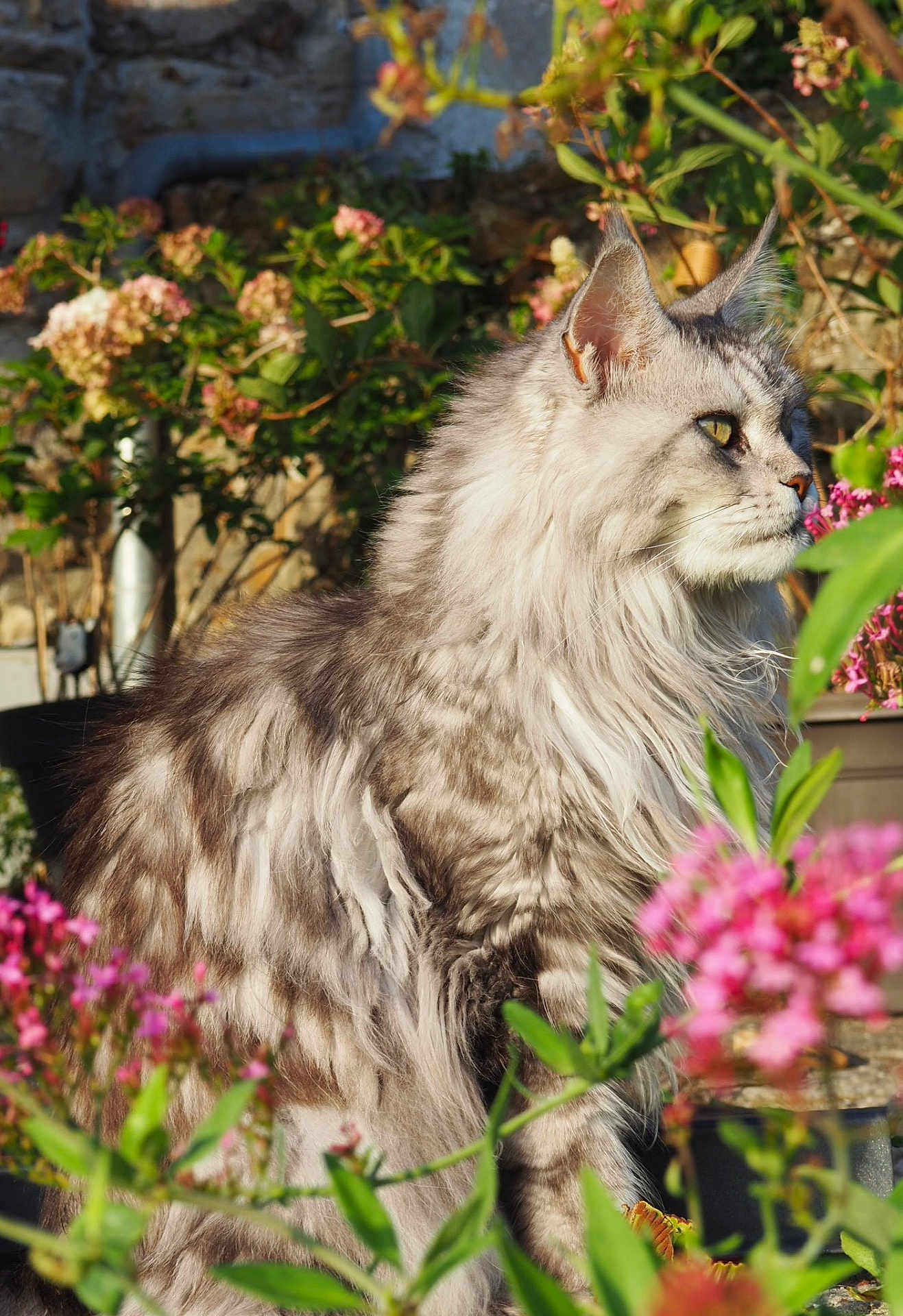 Mayvis a rejoint le concours — aidez-le/la à gagner de superbes lots ! cat, long_hair, outdoor, flower, plant, garden, sunlight, feline, pet, nature, animal, fluffy, side_profile, greenery, pink_flower, summer, domestic_cat, mammal, whiskers, portrait