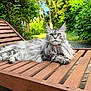 Mayvis a rejoint le concours — aidez-le/la à gagner de superbes lots ! cat, long_hair, gray_fur, outdoor, wooden_chair, greenery, garden, relaxed, pet, animal, nature, feline, fluffy, resting, summer, sunlight, portrait, domestic_cat, whiskers, ears