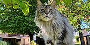 Mayvis participe au concours pour gagner de l'argent avec cette photo : cat, long_hair, green_eyes, outdoor, garden, tree, leaves, sunlight, fence, nature, animal, pet, mammal, wildlife, close_up, portrait, curious, balanced, fluffy, daylight