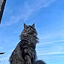 Mayvis participe au concours pour gagner de l'argent avec cette photo : cat, fluffy, long_hair, outdoor, sky, blue_sky, animal, pet, feline, sitting, majestic, fur, whiskers, ears, tail, nature, daylight, roof, calm, alert