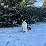 Haku participe au concours pour gagner de l'argent avec cette photo : cat, snow, outdoor, winter, grass, tree, bush, sky, nature, animal, pet, fur, walking, cold, daylight, garden, leafless_tree, ivy, greenery, majestic