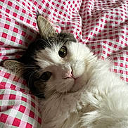 Haku participe au concours pour gagner de l'argent avec cette photo : cat, fluffy, white, tabby, pet, animal, feline, cute, lying_down, blanket, red, checkered, cozy, closeup, indoor, whiskers, ears, face, curious