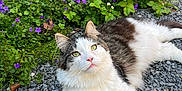 Haku participe au concours pour gagner de l'argent avec cette photo : cat, animal, pet, feline, outdoor, flower, purple_flower, green_leaves, stone_wall, gravel, relaxed, fluffy, white_fur, grey_fur, nature, spring, garden, looking_up, closeup, sunlight