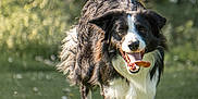 Gibbs a rejoint le concours — aidez-le/la à gagner de superbes lots ! dog, border_collie, running, grass, outdoor, tongue, happy, pet, animal, canine, nature, sunlight, playful, fur, mammal, motion, field, daylight, energetic, active