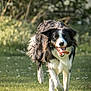 dog, border_collie, running, grass, outdoor, tongue, happy, pet, animal, canine, nature, sunlight, playful, fur, mammal, motion, field, daylight, energetic, active