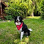dog, bandana, grass, greenery, tree, outdoor, sunlight, happy, pet, nature, canine, black_and_white, fur, smiling, garden, leaf, wooden_structure, shrub, park, animal