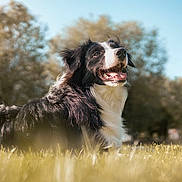Gibbs participe au concours pour gagner de l'argent avec cette photo : dog, black_and_white, border_collie, grass, outdoor, sunlight, nature, happy, tongue_out, pet, animal, canine, field, trees, daytime, fur, smiling, mammal, relaxed, blue_sky