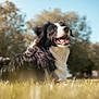 dog, black_and_white, border_collie, grass, outdoor, sunlight, nature, happy, tongue_out, pet, animal, canine, field, trees, daytime, fur, smiling, mammal, relaxed, blue_sky