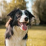 dog, border_collie, tongue_out, happy, outdoor, grass, sunlight, pet, animal, mammal, black_and_white, fur, ears, nose, tongue, nature, summer, playing, close_up, canine