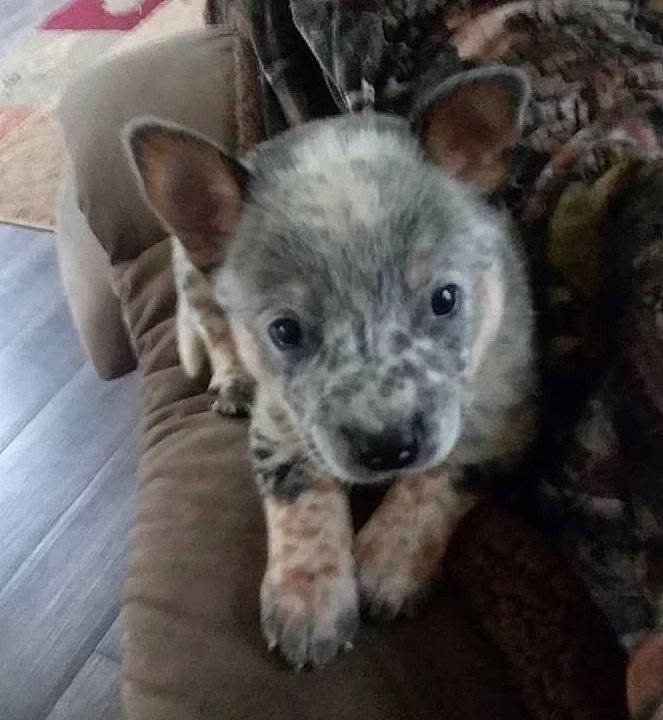 Cj joined the competition — help win amazing prizes! australian_cattle_dog, australian_stumpy_tail_cattle_dog, canidae, carnivore, dog, dog_breed, fawn, mammal, puppy, rare_breed_dog, texas_heeler, vertebrate