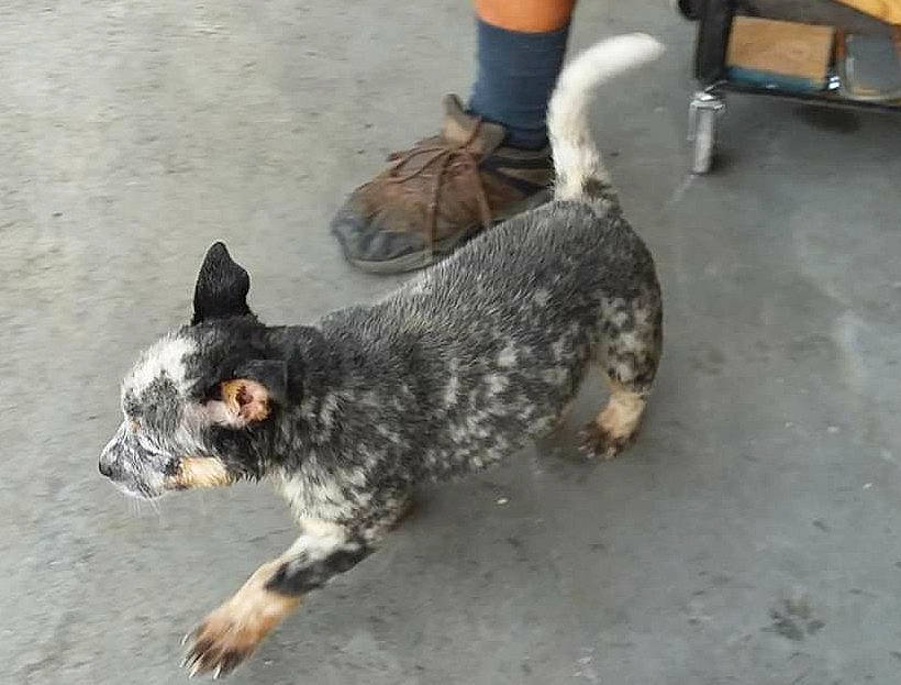 Cj joined the competition — help win amazing prizes! australian_cattle_dog, cairn_terrier, canidae, carnivore, companion_dog, dog, dog_breed, mammal, sporting_group, texas_heeler, vertebrate, working_dog