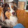 dog, australian_shepherd, indoor, wooden_floor, bookshelf, cardboard_box, person, jeans, pet, fur, brown, white, black, curious, sitting, looking_up, house, cozy, casual, companion
