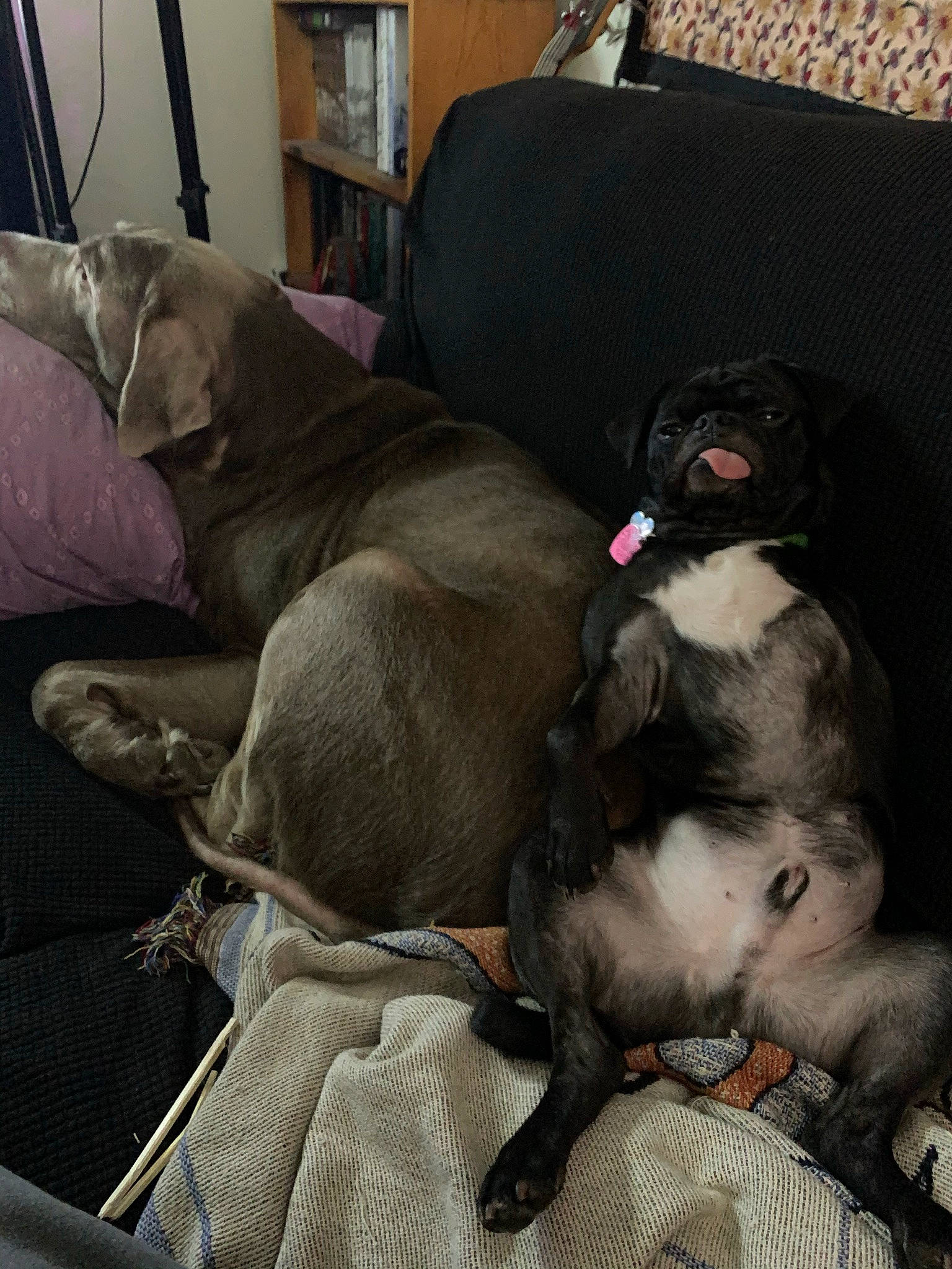 Beetlejuice is registered to the contest to win money with this photo: canidae, carnivore, comfort, companion_dog, couch, dog, dog_breed, fawn, grey, guard_dog, linens, liver, nap, non_sporting_group, snout, sporting_group, tail, working_animal