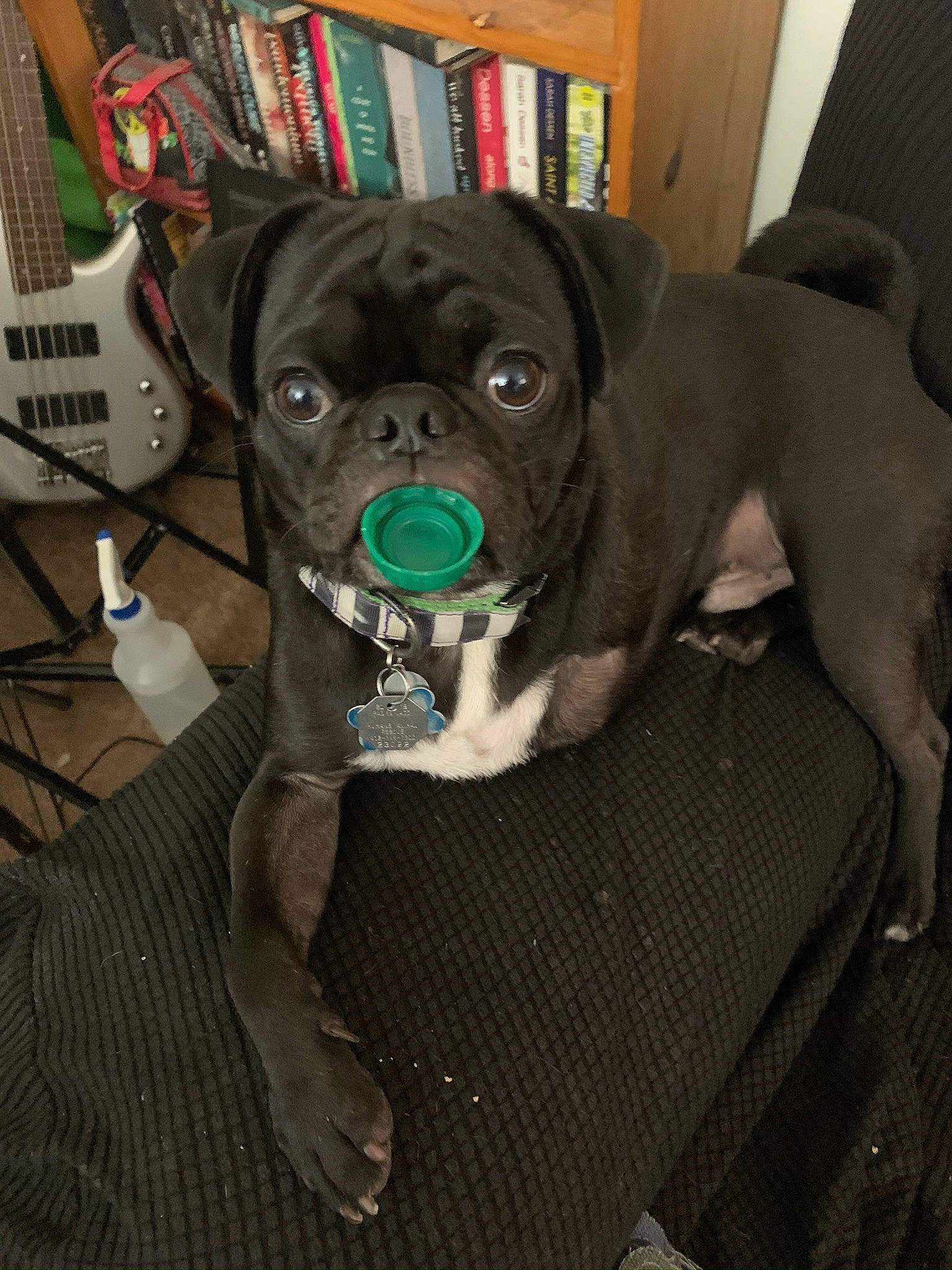 Beetlejuice joined the competition — help win amazing prizes! bookcase, canidae, carnivore, collar, companion_dog, couch, dog, dog_breed, dog_clothes, dog_collar, dog_supply, fawn, leash, pet_supply, pug, snout, sporting_group, toy_dog, whiskers, working_animal