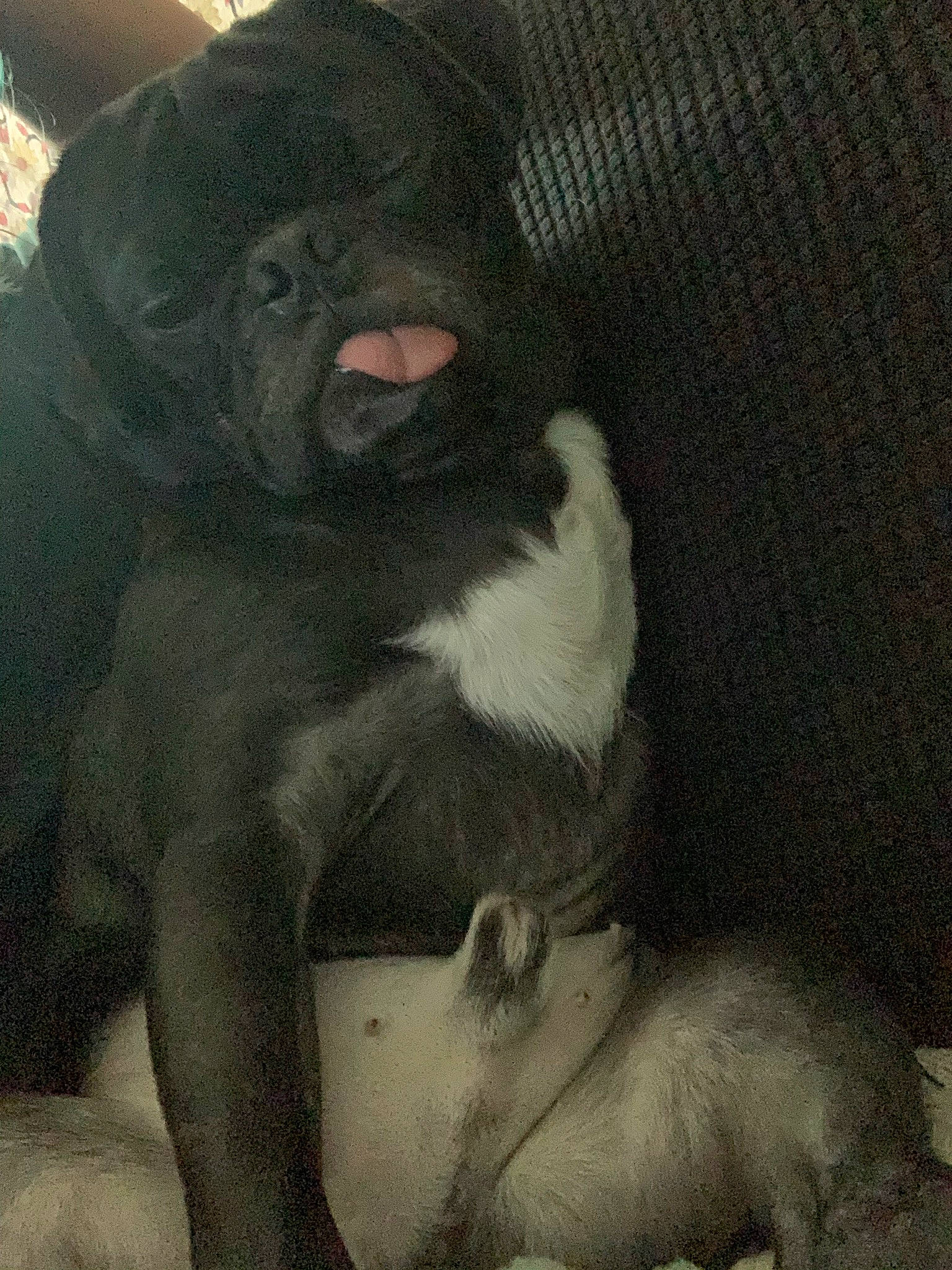 Beetlejuice joined the competition — help win amazing prizes! art, canidae, carnivore, common_chimpanzee, companion_dog, dog, dog_breed, fawn, fur, liver, painting, paw, primate, snout, sporting_group, tail, terrestrial_animal, visual_arts, whiskers, working_animal