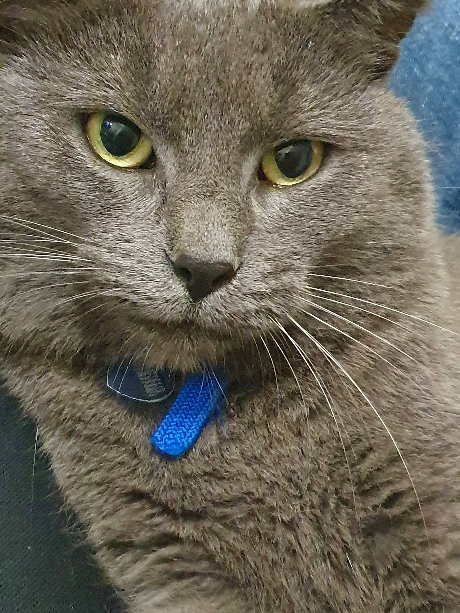 Chase participe au concours pour gagner de l'argent avec cette photo : british_shorthair, burmese, carnivore, cat, chartreux, close_up, domestic_short_haired_cat, european_shorthair, eye, felidae, korat, mammal, nebelung, russian_blue, small_to_medium_sized_cats, snout, vertebrate, whiskers