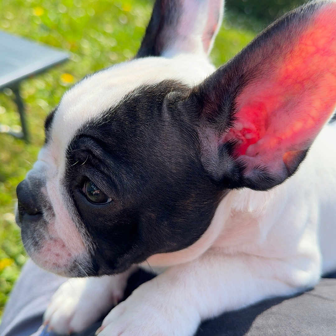 Bounty participe au concours pour gagner de l'argent avec cette photo : animal, black_and_white, close_up, cute, daylight, dog, ears, french_bulldog, grass, lap, nature, outdoor, person, pet, portrait, puppy, resting, small, sunlight, young