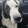 Upsa a rejoint le concours — aidez-le/la à gagner de superbes lots ! dog, close_up, black_and_white, canine, pet, inside_car, car_interior, nose, whiskers, fur, ears, brown_eyes, seat, road_trip, animal, portrait, cute, companion, travel, domestic_animal