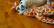 Upsa a rejoint le concours — aidez-le/la à gagner de superbes lots ! dog, indoor, wooden_floor, plush_toy, giraffe_toy, resting, white_dog, black_spots, floor, door, tile_floor, animal, pet, cozy, home, furniture, stuffed_animal, relaxing, domestic, companion