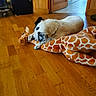 dog, indoor, wooden_floor, plush_toy, giraffe_toy, resting, white_dog, black_spots, floor, door, tile_floor, animal, pet, cozy, home, furniture, stuffed_animal, relaxing, domestic, companion