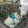 Upsa a rejoint le concours — aidez-le/la à gagner de superbes lots ! dog, car, window, reflection, harness, animal, pet, interior, seat, steering_wheel, dashboard, outdoor, glass, curious, white, black, small_dog, seatbelt, vehicle, daytime