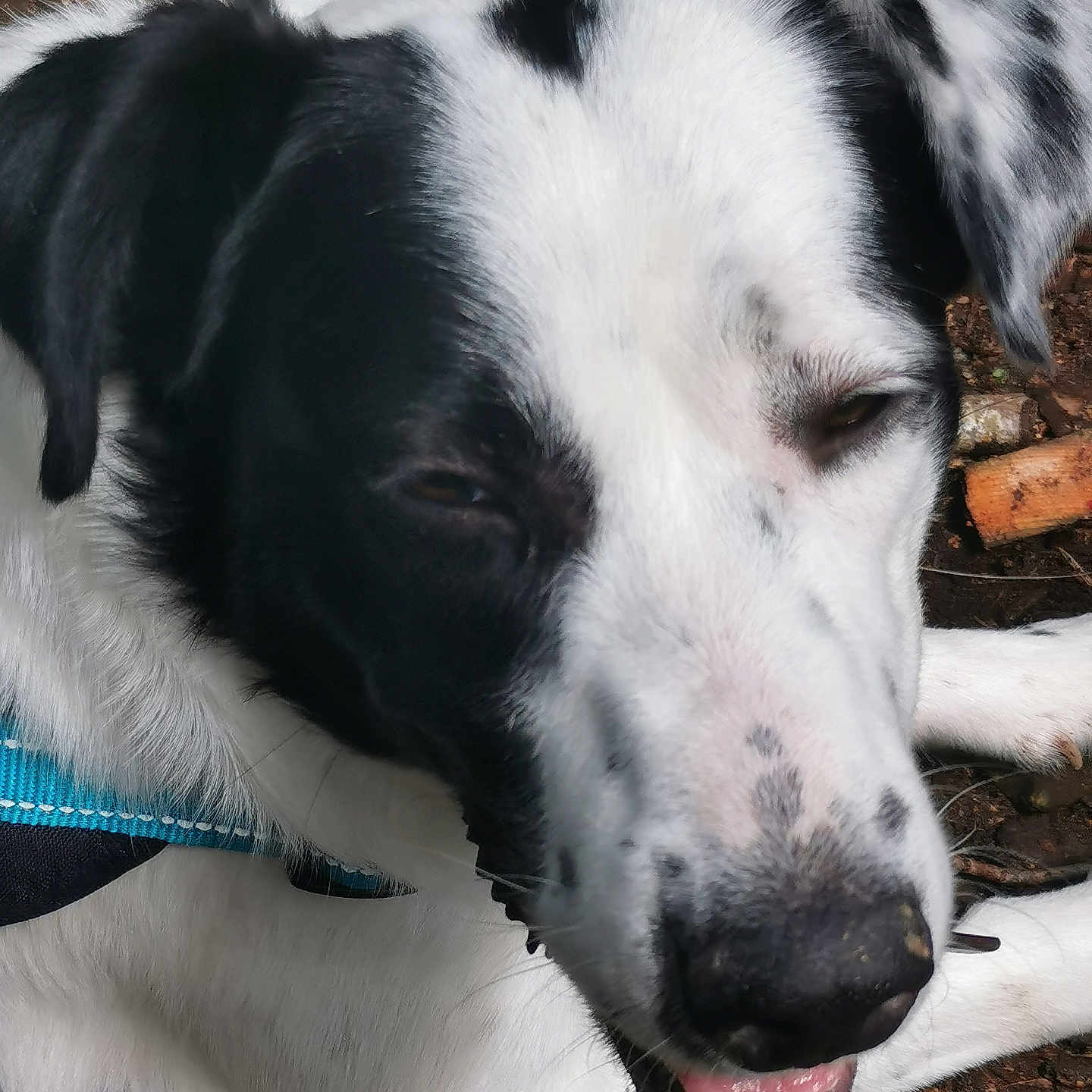 Upsa a rejoint le concours — aidez-le/la à gagner de superbes lots ! dog, black_and_white, close_up, outdoor, collar, animal, pet, canine, fur, resting, nature, wood, dirt, snout, ears, eyes, mouth, tongue, portrait, sleepy