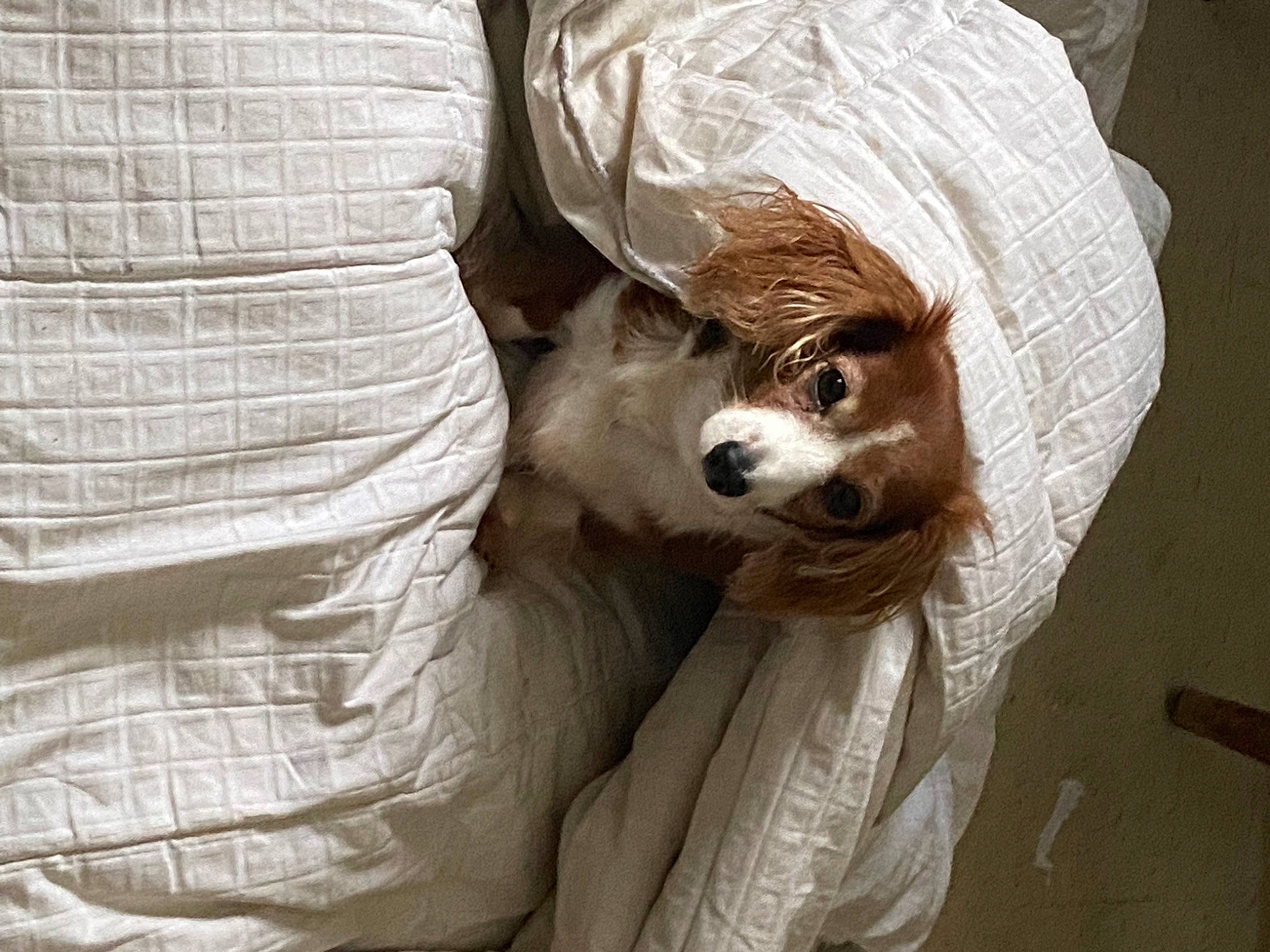 Pandora joined the competition — help win amazing prizes! canidae, carnivore, comfort, companion_dog, dog, dog_breed, dog_clothes, fawn, feather, felidae, fur, linens, small_to_medium_sized_cats, snout, sporting_group, terrestrial_animal, toy_dog, whiskers, wood, working_animal