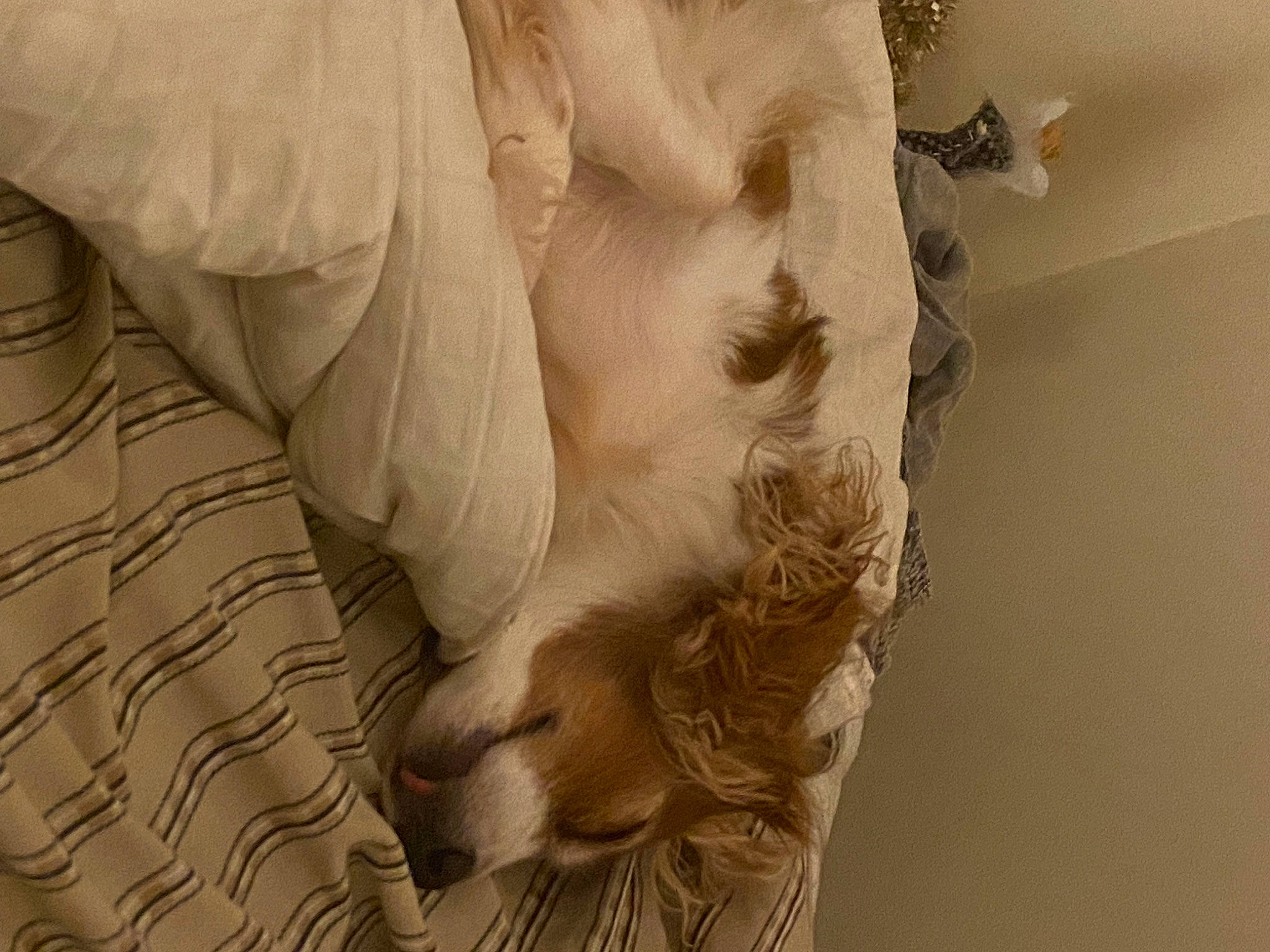 Pandora joined the competition — help win amazing prizes! art, comfort, companion_dog, feather, felidae, flooring, fur, gesture, human_leg, linens, paw, plant, plaster, room, sculpture, tail, tree, trunk, wing, wood