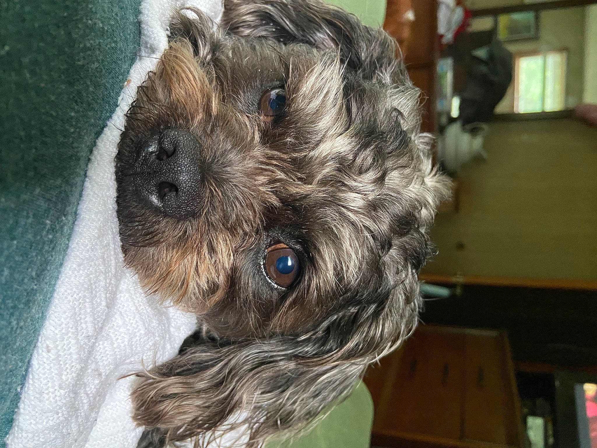 Bear joined the competition — help win amazing prizes! canidae, carnivore, cockapoo, companion_dog, dog, dog_breed, dog_supply, fawn, fur, labradoodle, liver, poodle_crossbreed, puppy_love, schnauzer, small_terrier, snout, sporting_group, terrier, toy_dog, working_animal