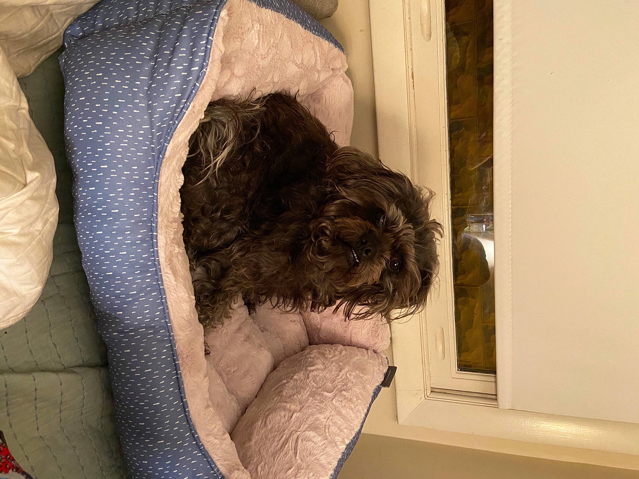 Bear joined the competition — help win amazing prizes! art, canidae, carnivore, comfort, companion_dog, dog, dog_breed, door, fur, human_leg, linens, liver, pattern, room, sporting_group, tints_and_shades, visual_arts, window, wood, working_animal