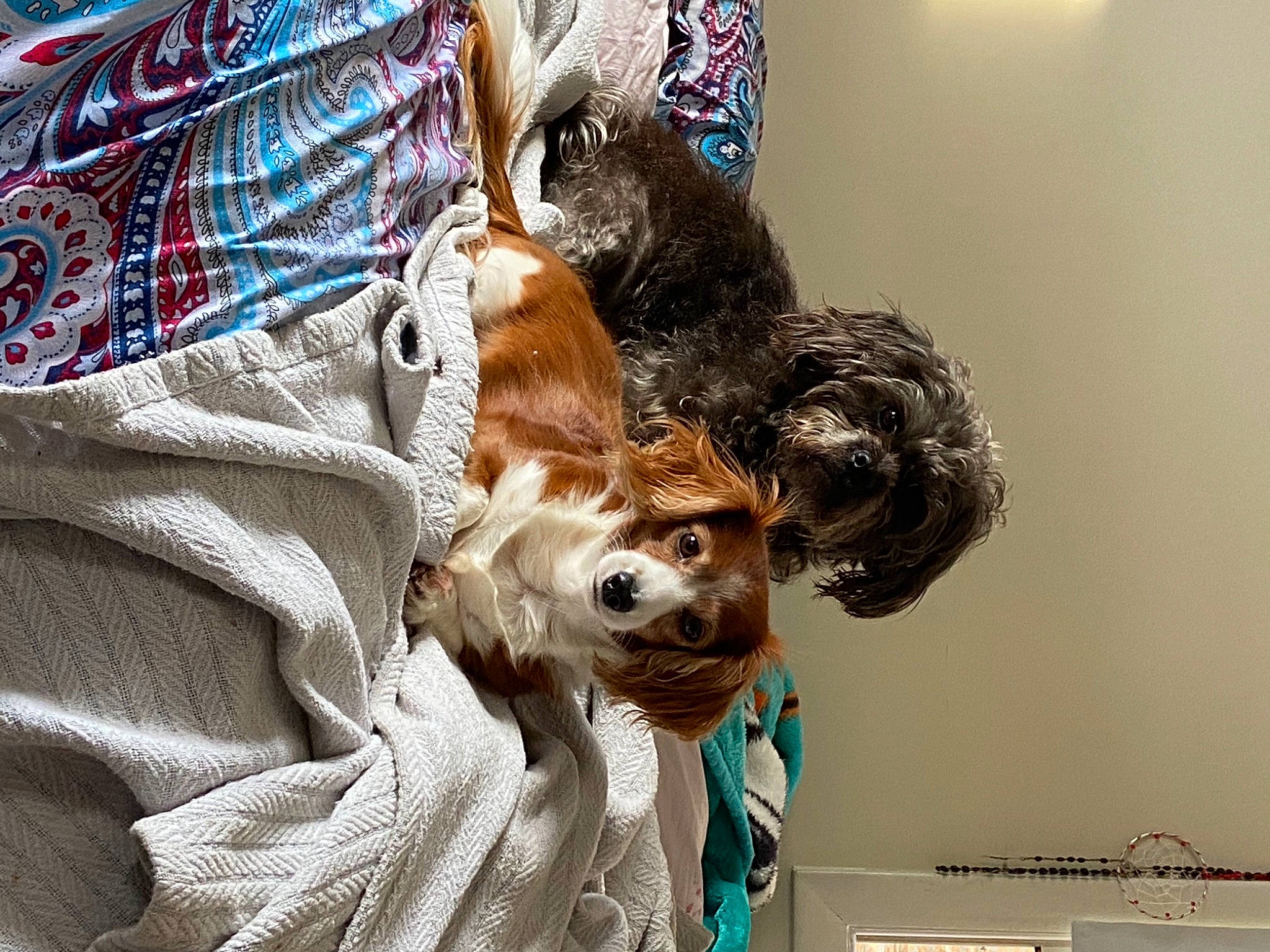 Bear is registered to the contest to win money with this photo: canidae, carnivore, companion_dog, dog, dog_breed, dog_supply, fawn, feather, felidae, fur, hat, linens, picture_frame, sleeve, small_to_medium_sized_cats, terrier, textile, toy, toy_dog, whiskers