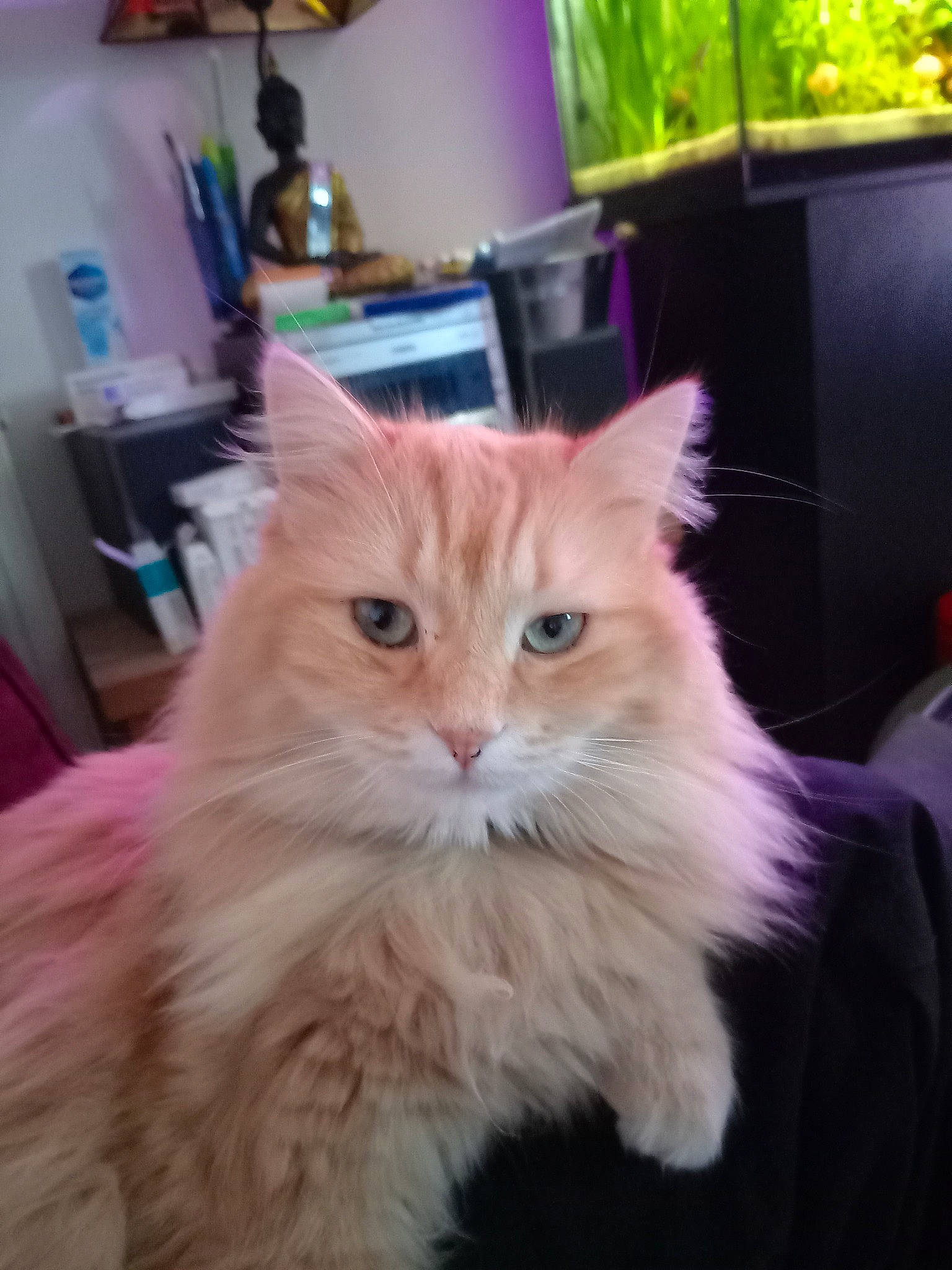 Haribo a rejoint le concours — aidez-le/la à gagner de superbes lots ! british_longhair, carnivore, cat, claw, fawn, felidae, fur, houseplant, maine_coon, paw, plant, small_to_medium_sized_cats, snout, tail, terrestrial_animal, whiskers