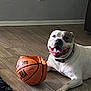 Leo joined the competition — help win amazing prizes! dog, basketball, indoor, floor, wooden_floor, pet, smiling, happy, collar, playful, ball, animal, tongue_out, white_dog, living_room, home, flooring, relaxed, cute, domestic