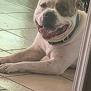 Leo is registered to the contest to win money with this photo: dog, smiling, indoor, tile_floor, collar, resting, happy, pet, canine, closeup, animal, domestic, laying_down, white_dog, brown_spot, tongue_out, cute, friendly, relaxed, companion