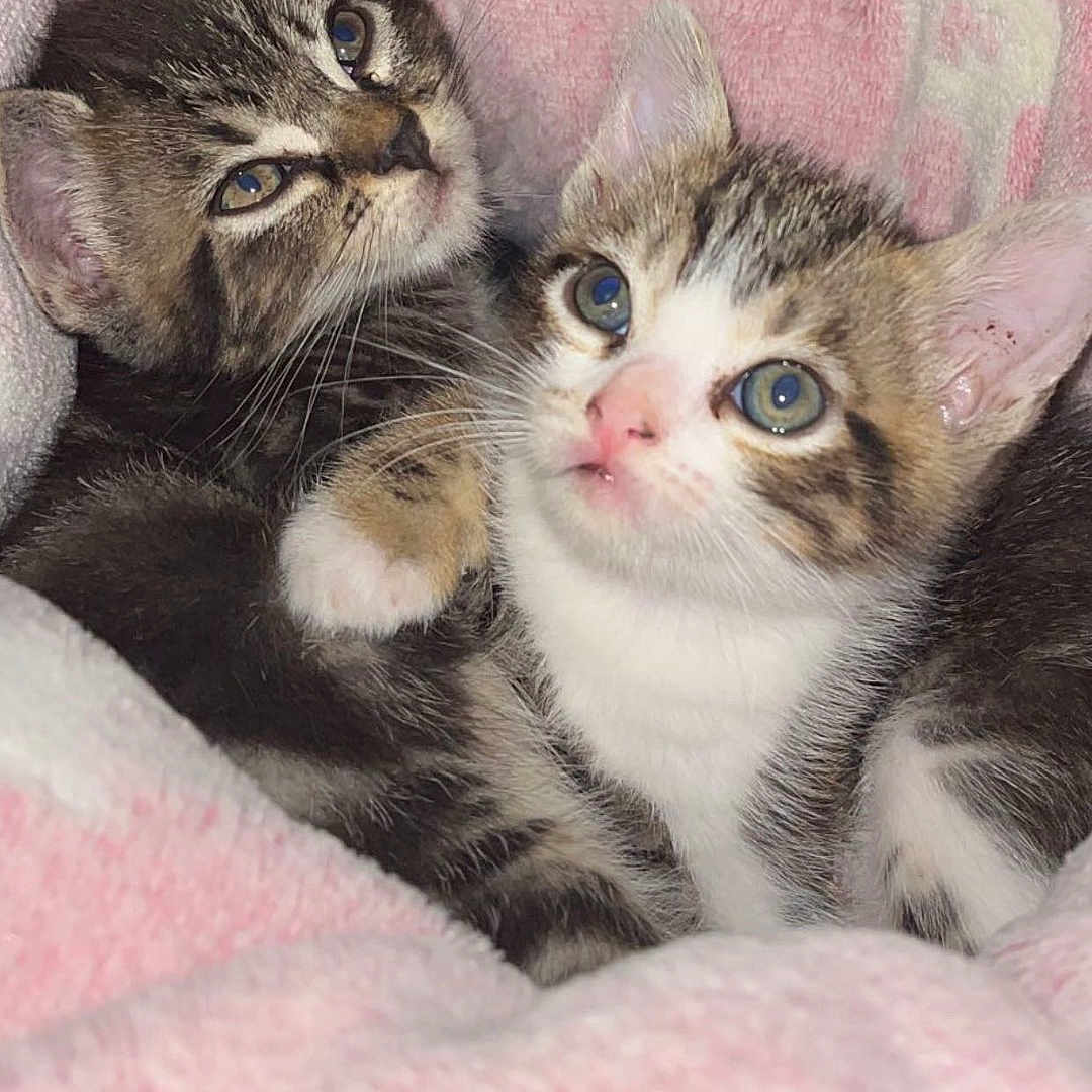 Wildy a rejoint le concours — aidez-le/la à gagner de superbes lots ! adorable, animal, blanket, cat, closeup, cozy, cute, ears, eyes, feline, fur, indoor, kitten, pet, pink, snuggle, soft, two, whiskers, young