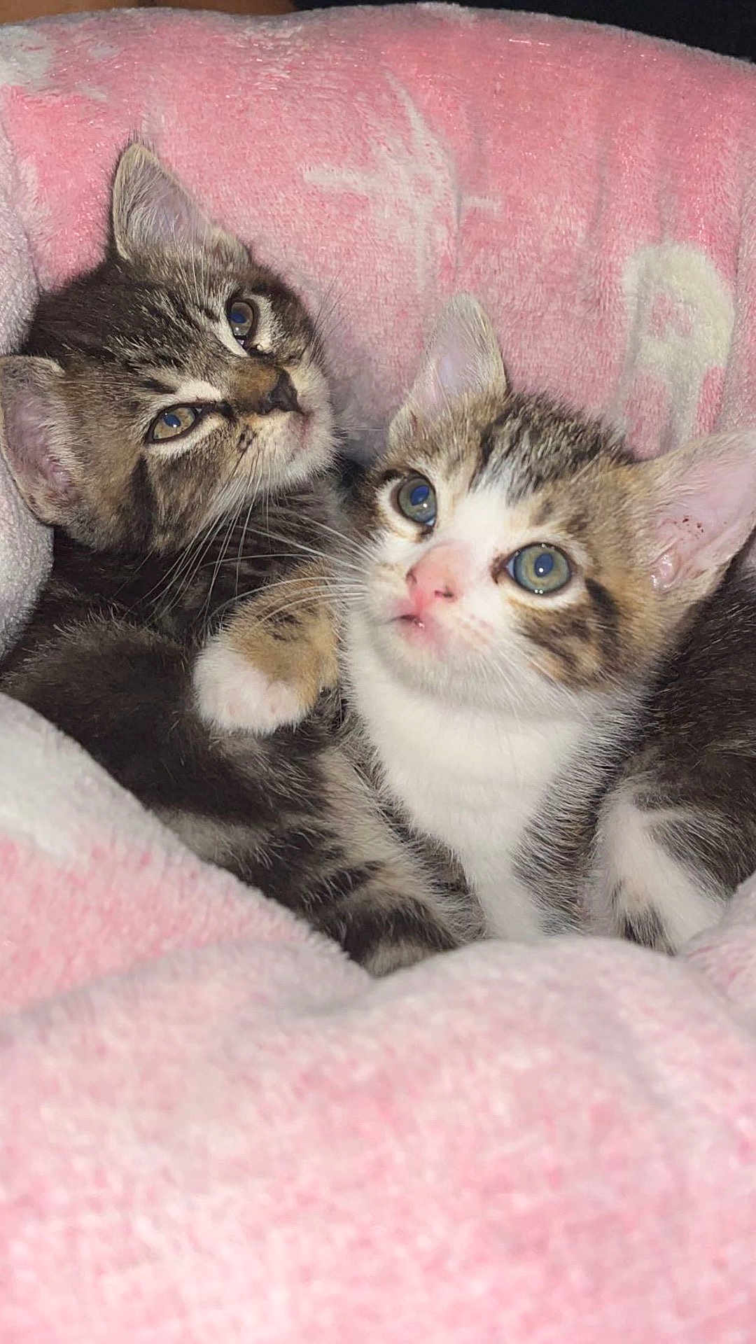 Wildy a rejoint le concours — aidez-le/la à gagner de superbes lots ! adorable, animal, blanket, cat, closeup, cozy, cute, ears, eyes, feline, fur, indoor, kitten, pet, pink, snuggle, soft, two, whiskers, young