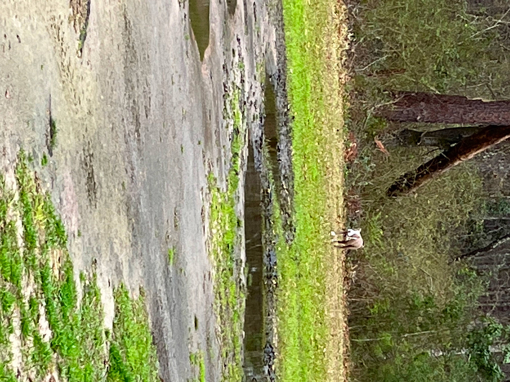 Renesmee joined the competition — help win amazing prizes! forest, grass, groundcover, landscape, leaf, natural_landscape, non_vascular_land_plant, old_growth_forest, plant, plant_stem, shadow, shrub, soil, temperate_broadleaf_and_mixed_forest, terrestrial_plant, tree, trunk, vegetation, wood, woodland