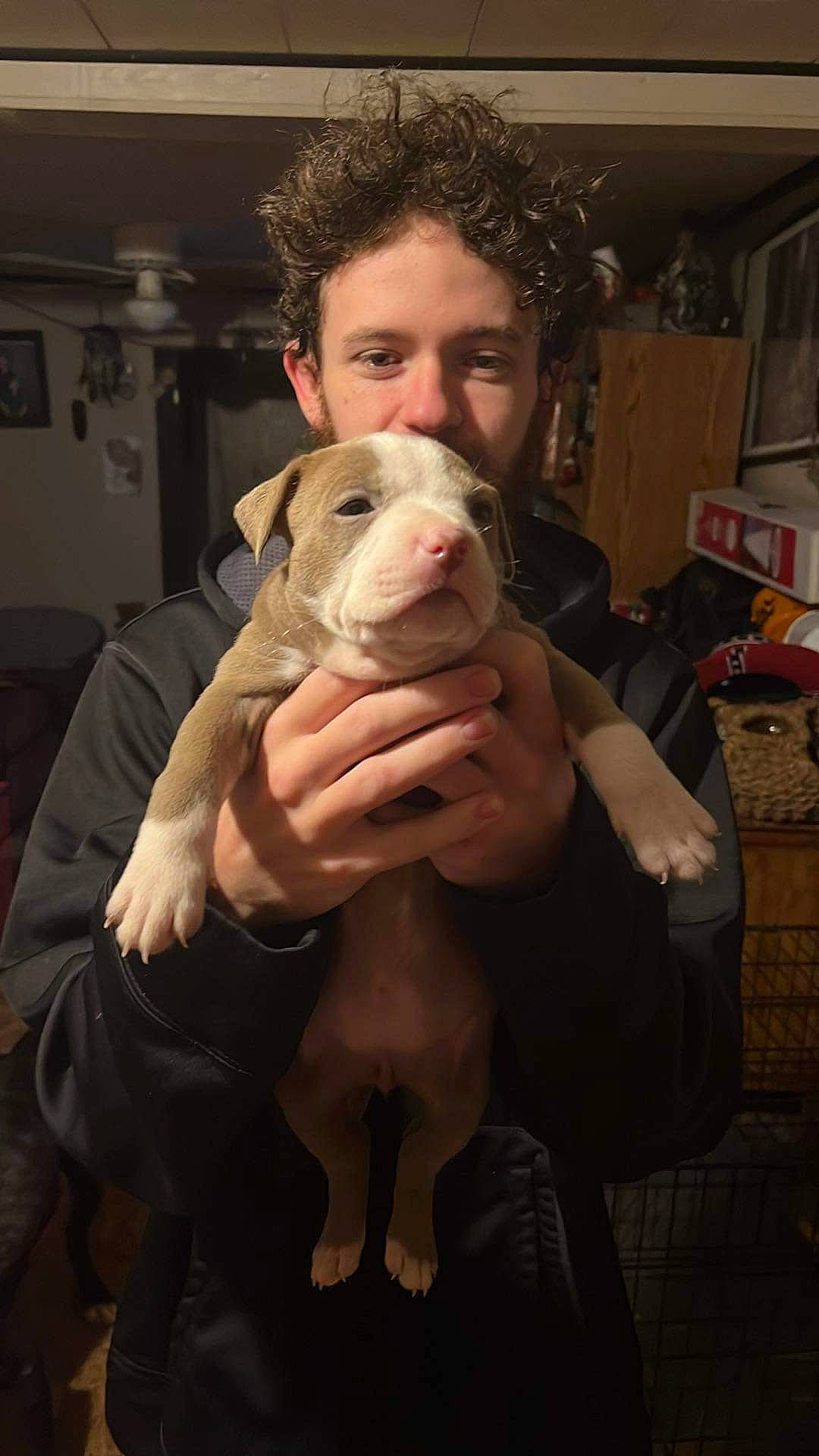 Renesmee joined the competition — help win amazing prizes! bulldog, canidae, carnivore, comfort, companion_dog, dog, dog_breed, ear, fawn, fur, non_sporting_group, puppy, puppy_love, snout, sporting_group, toy_dog, whiskers, working_animal, wrinkle