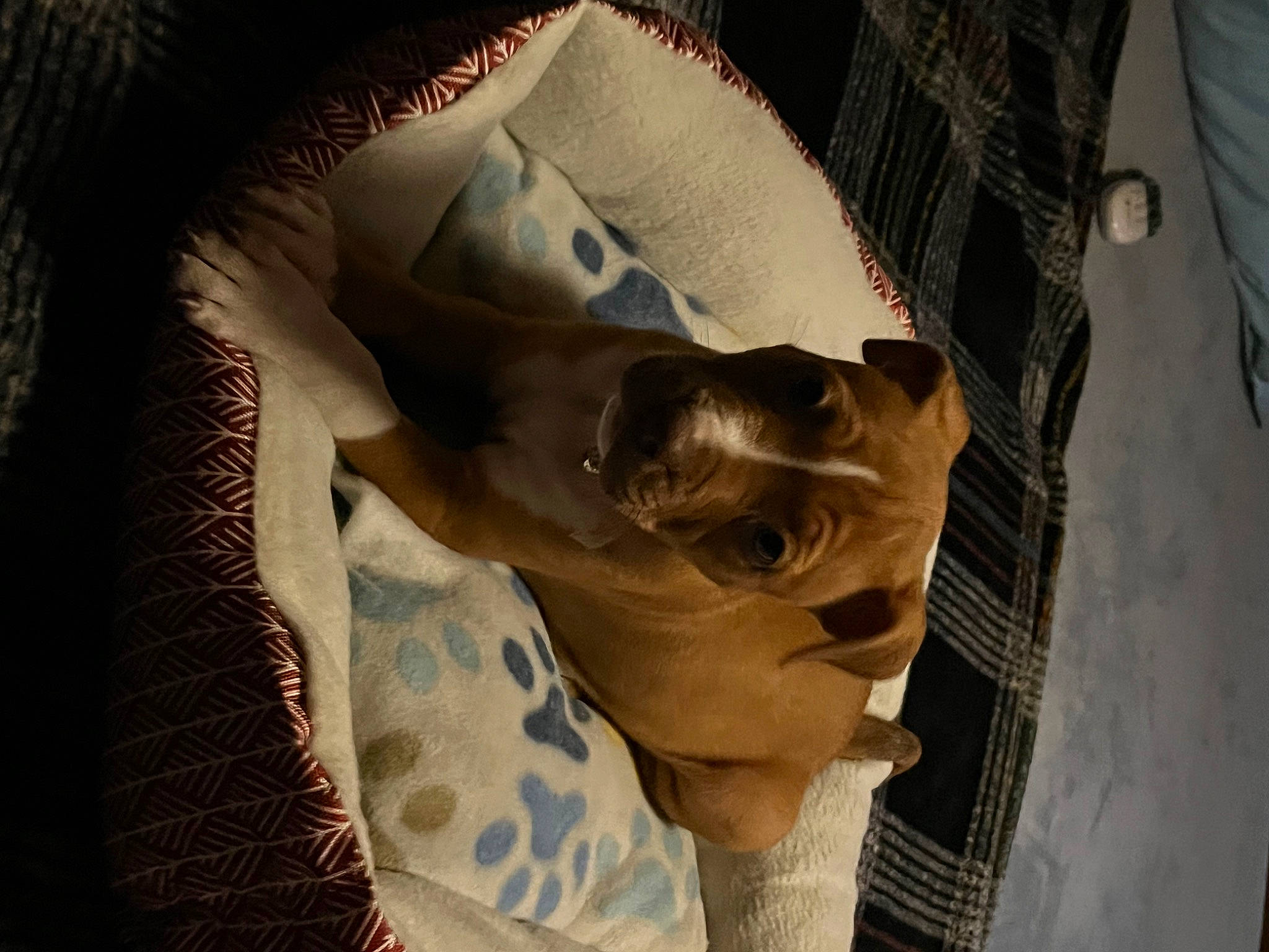 Rosealie joined the competition — help win amazing prizes! art, bone, chest, comfort, eyelash, fawn, fur, grey, human_leg, jaw, linens, paper, paper_product, pattern, shadow, snout, tints_and_shades, visual_arts, whiskers, wood