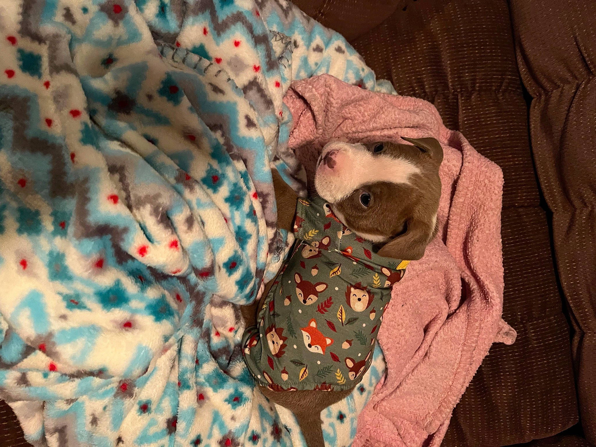 Renesmee is registered to the contest to win money with this photo: comfort, flooring, fur, linens, pattern, peach, plaid, room, sleeve, tartan, tints_and_shades, visual_arts, wood, woven_fabric