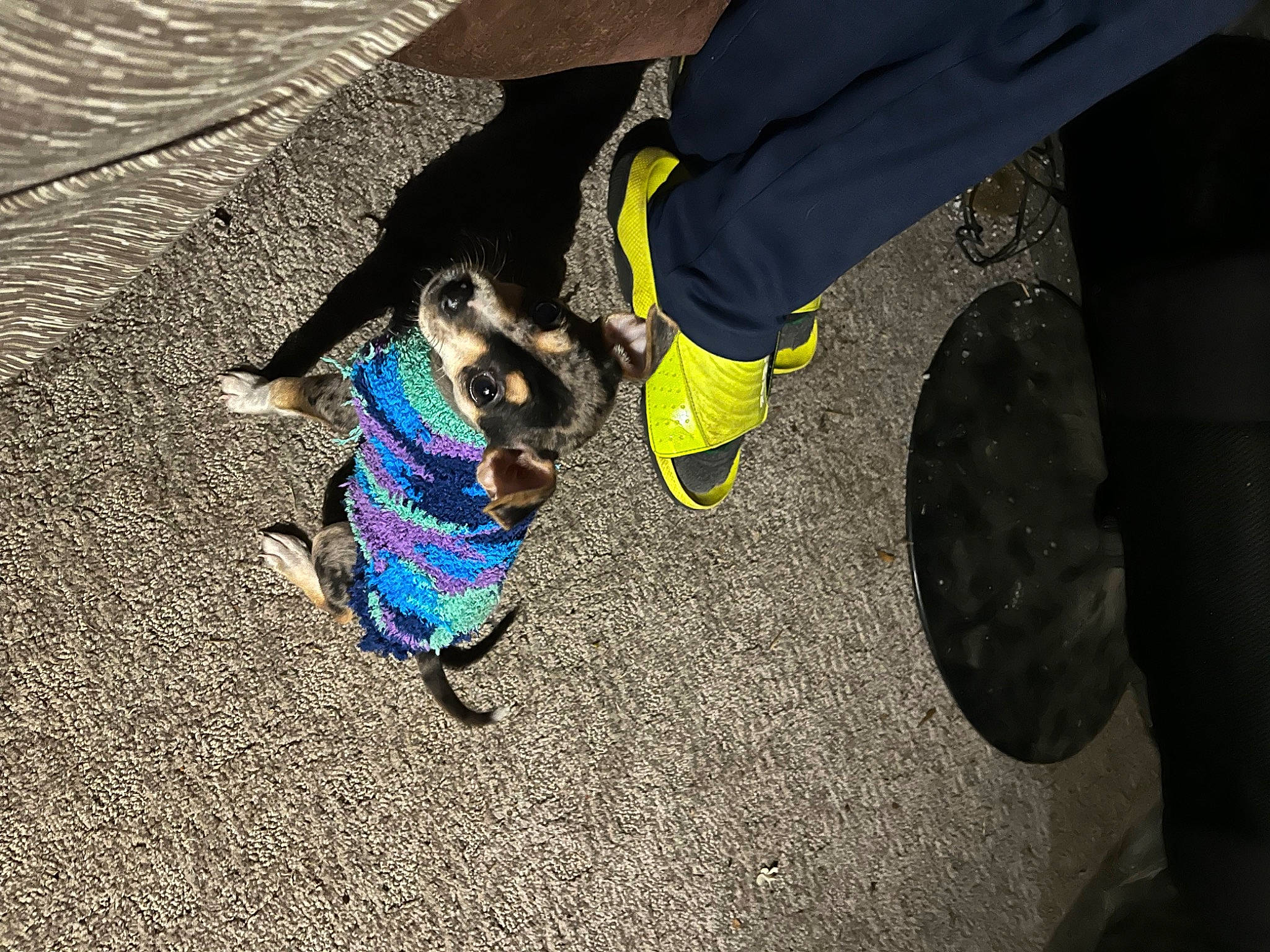 Dolly Jolen joined the competition — help win amazing prizes! asphalt, automotive_tire, denim, dog_breed, dress, electric_blue, fashion_accessory, flooring, foot, fun, grass, human_body, human_leg, knee, personal_protective_equipment, road_surface, shoe, soil, tar, thigh