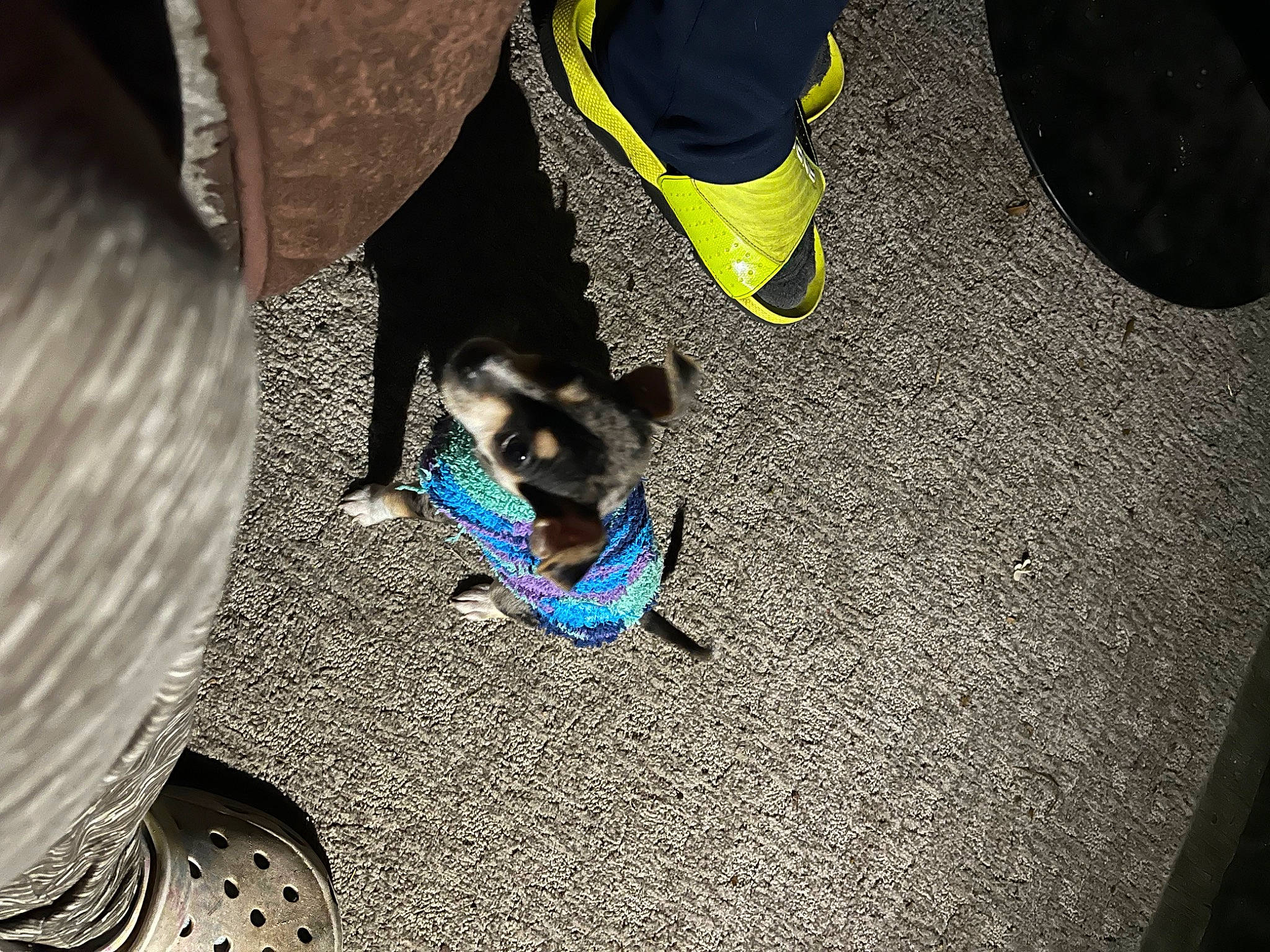 Dolly Jolen joined the competition — help win amazing prizes! asphalt, automotive_tire, carnivore, collar, companion_dog, dog, dog_breed, dog_clothes, dog_supply, electric_blue, fawn, flooring, foot, human_leg, leash, road_surface, shoe, sneakers, snout, thigh