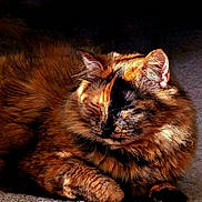 Mynx Osman is registered to the contest to win money with this photo: cat, tortoiseshell, sleeping, fur, cozy, sunlight, shadow, pet, animal, resting, cute, closeup, whiskers, paw, feline, domestic, relaxing, soft, mammal, quiet