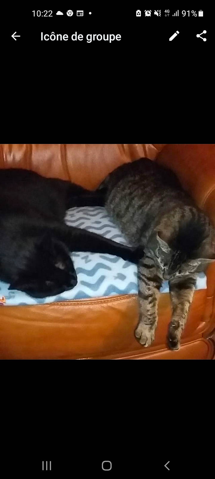 Réglisse a rejoint le concours — aidez-le/la à gagner de superbes lots ! canidae, carnivore, cat, comfort, companion_dog, dog_breed, domestic_short_haired_cat, fawn, felidae, fur, mammal, paw, small_to_medium_sized_cats, snout, sporting_group, tail, terrestrial_animal, vertebrate, whiskers, wood