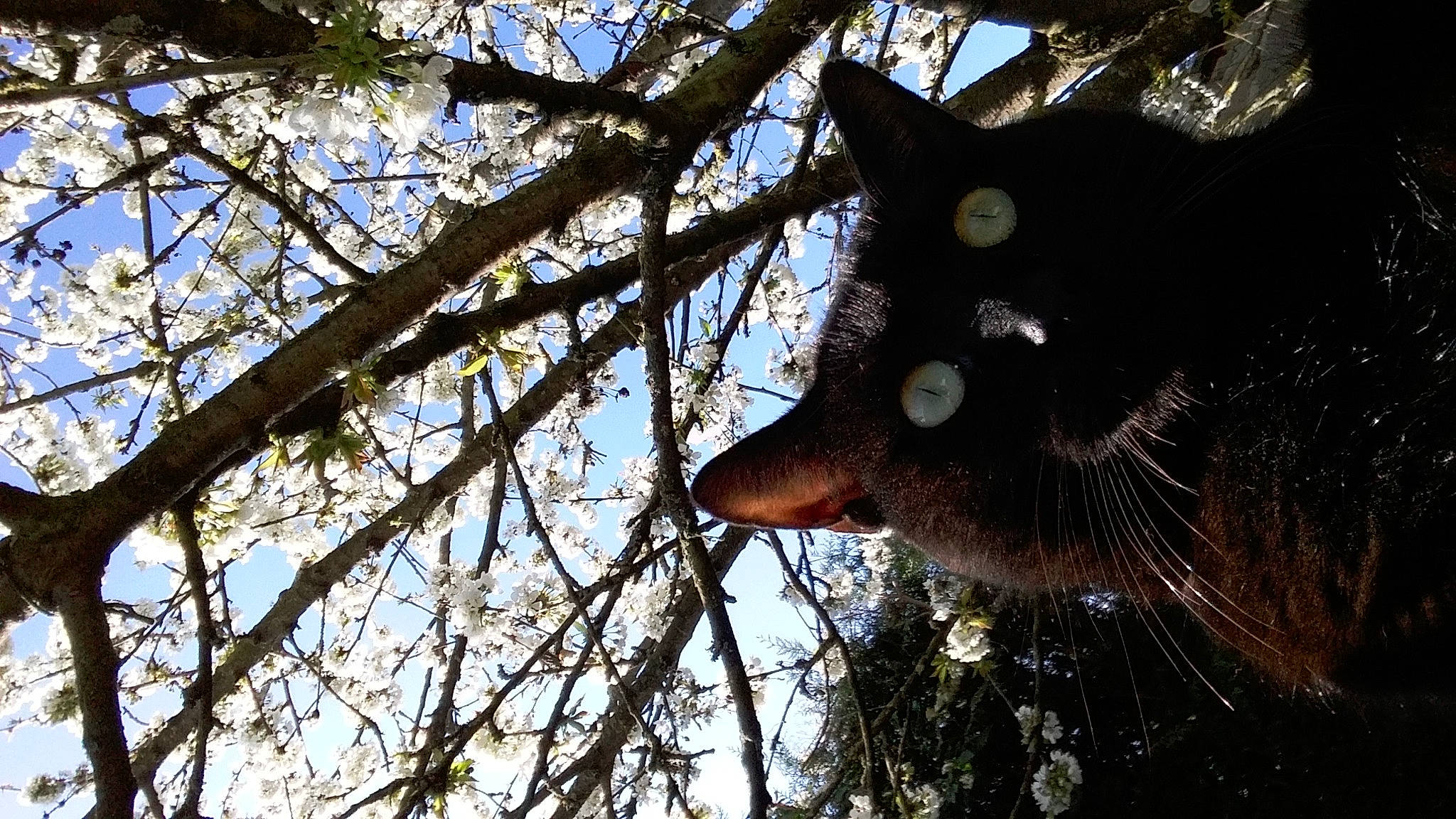 Réglisse a rejoint le concours — aidez-le/la à gagner de superbes lots ! carnivore, cat, domestic_short_haired_cat, electric_blue, felidae, fur, grass, plant, sky, small_to_medium_sized_cats, snout, sunglasses, tail, tree, trunk, twig, whiskers, winter, wood, woody_plant