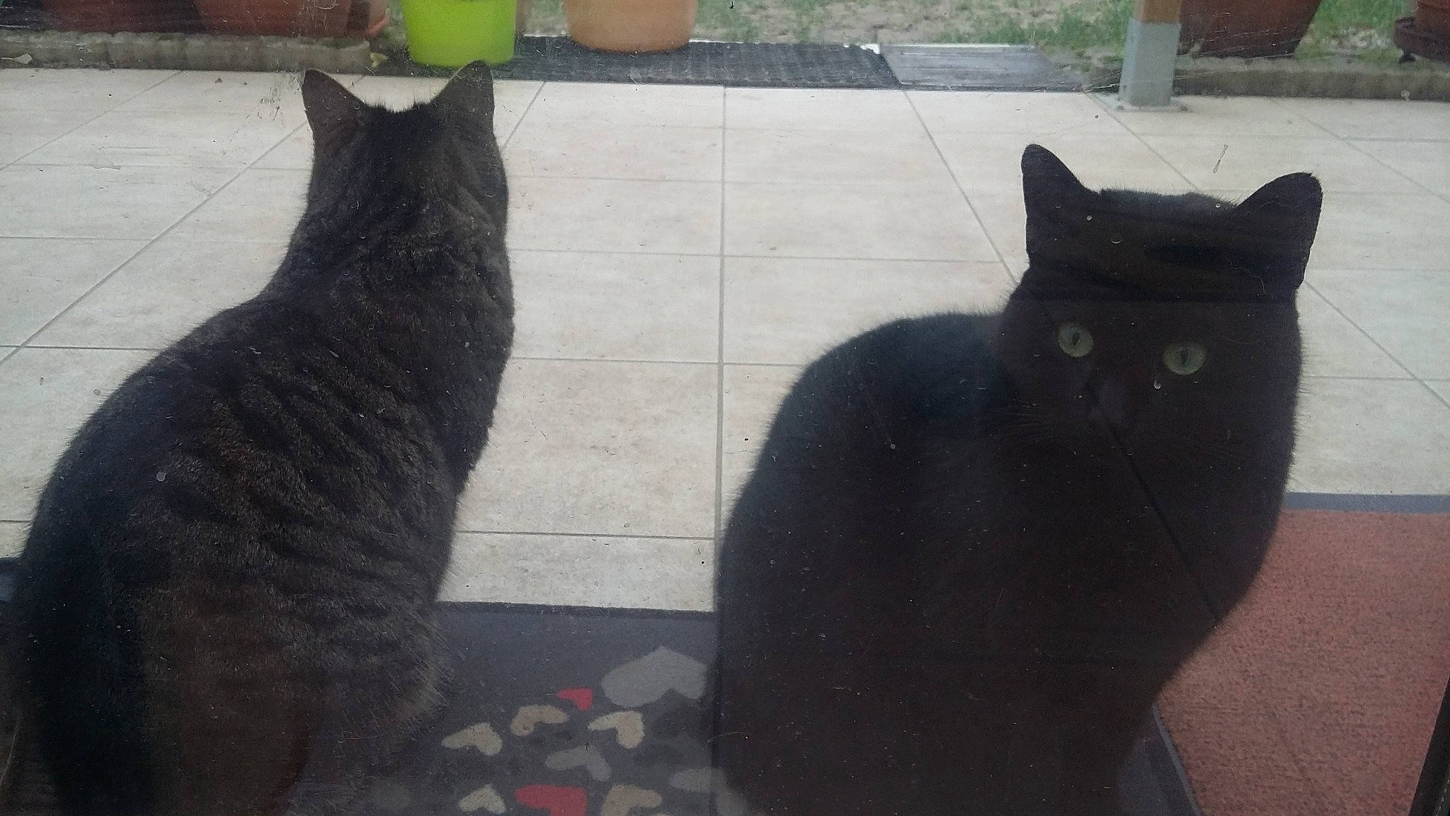 Réglisse participe au concours pour gagner de l'argent avec cette photo : black_cat, bombay, carnivore, cat, domestic_short_haired_cat, felidae, flooring, fur, grass, grey, mammal, paw, plant, road_surface, shadow, small_to_medium_sized_cats, snout, tail, terrestrial_animal, whiskers