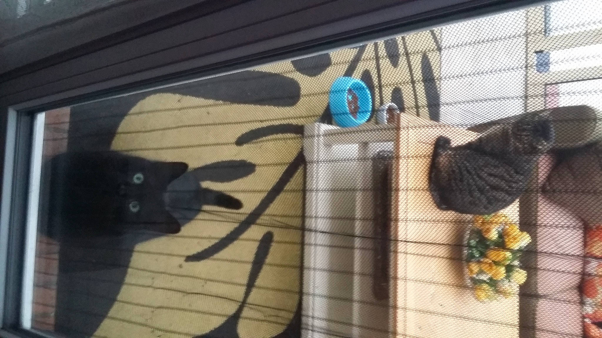 Réglisse a rejoint le concours — aidez-le/la à gagner de superbes lots ! art, automotive_exterior, automotive_tire, cage, facade, flooring, font, glass, line, mammal, mesh, metal, pattern, tints_and_shades, vehicle_door, vertebrate, visual_arts, wall, window, wood