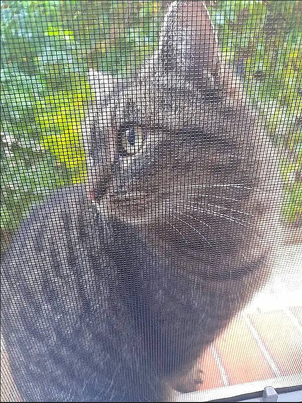 Yumi participe au concours pour gagner de l'argent avec cette photo : animal_shelter, cage, carnivore, cat, chain_link_fencing, domestic_short_haired_cat, fawn, felidae, fence, fur, grass, mammal, mesh, organism, pet_supply, plant, small_to_medium_sized_cats, snout, terrestrial_animal, whiskers